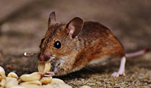 24 Hour & Emergency Exterminators in San Marino, CA